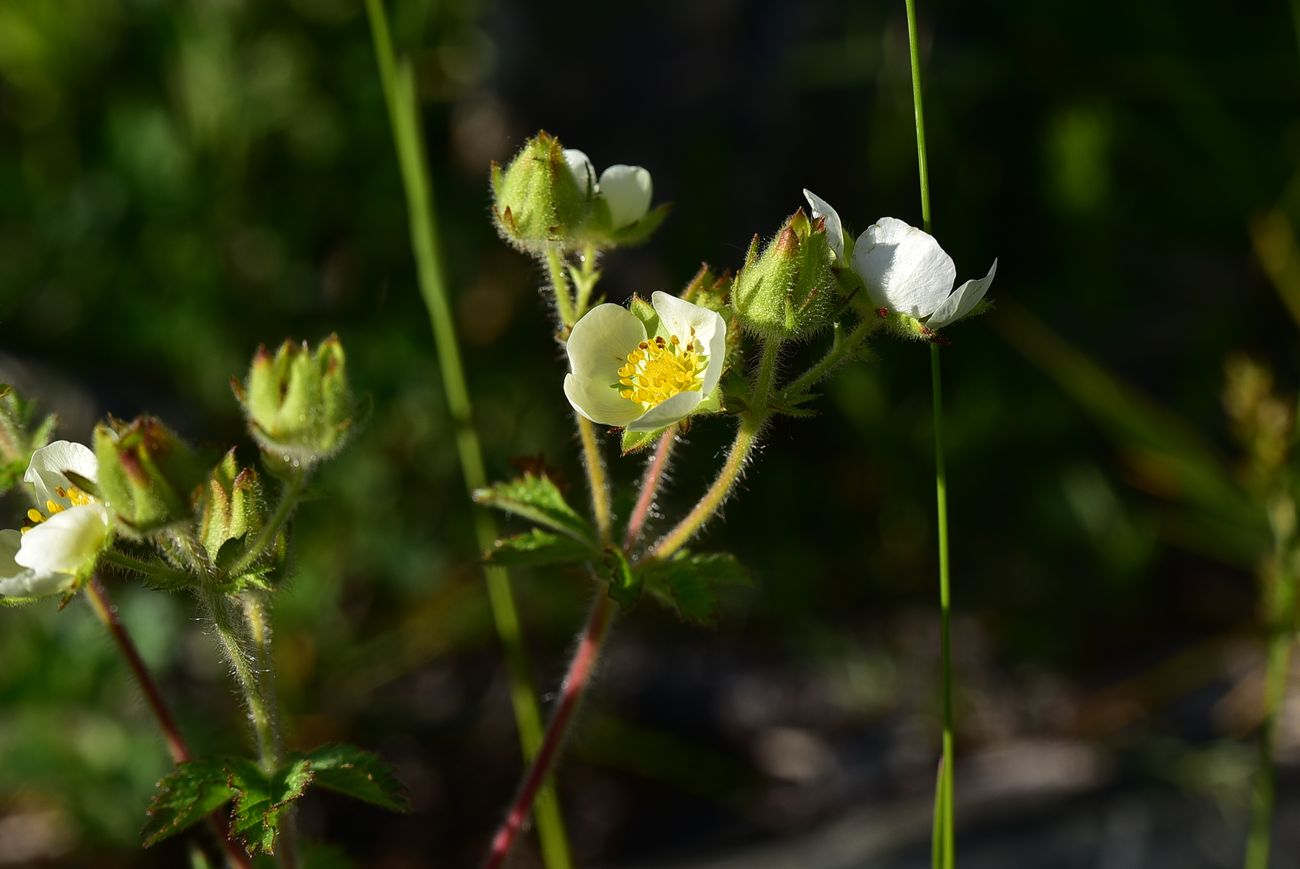 Image of Potentilla foliosa specimen.