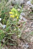 Rhinanthus songaricus