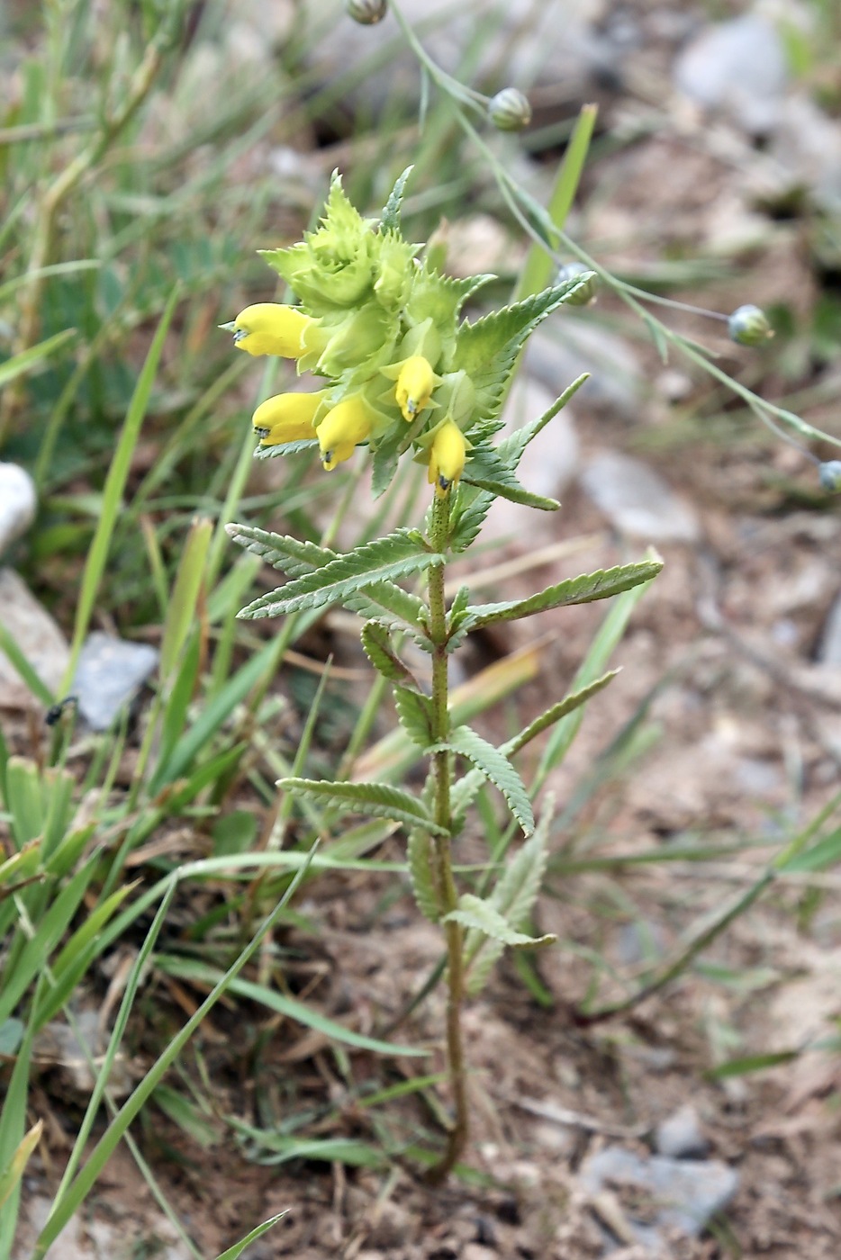 Изображение особи Rhinanthus songaricus.