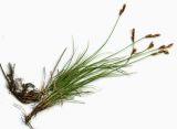 Carex praecox