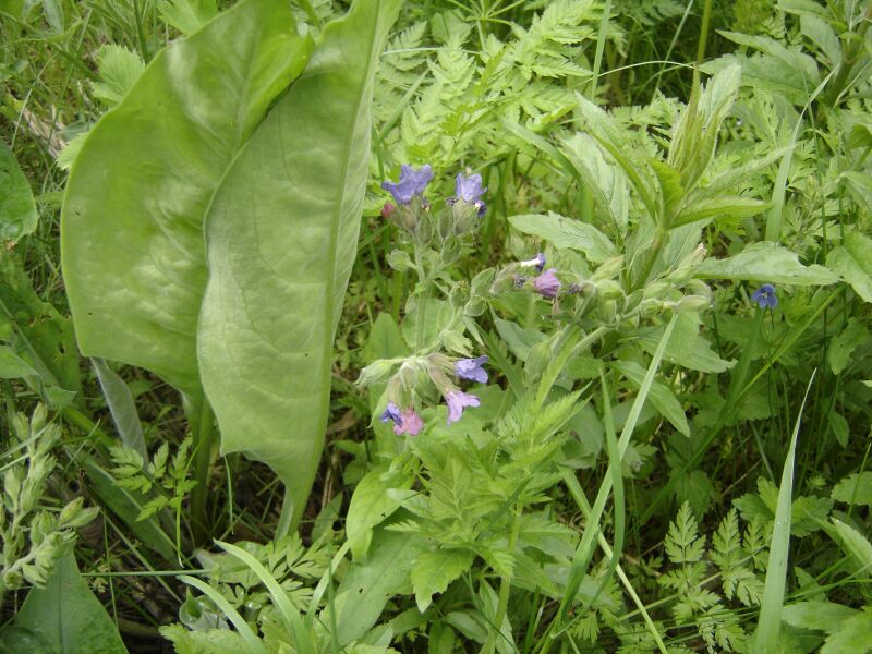 Image of Pulmonaria mollis specimen.