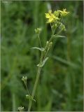 Brassica campestris