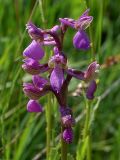 Anacamptis morio