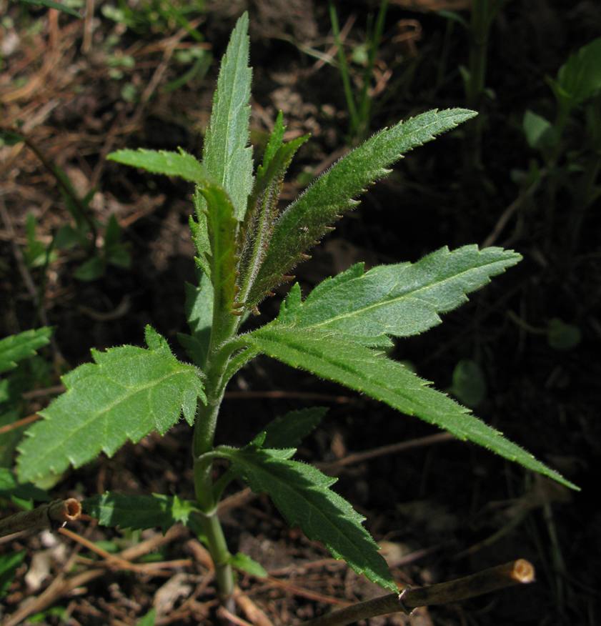 Image of Veronica taigischensis specimen.