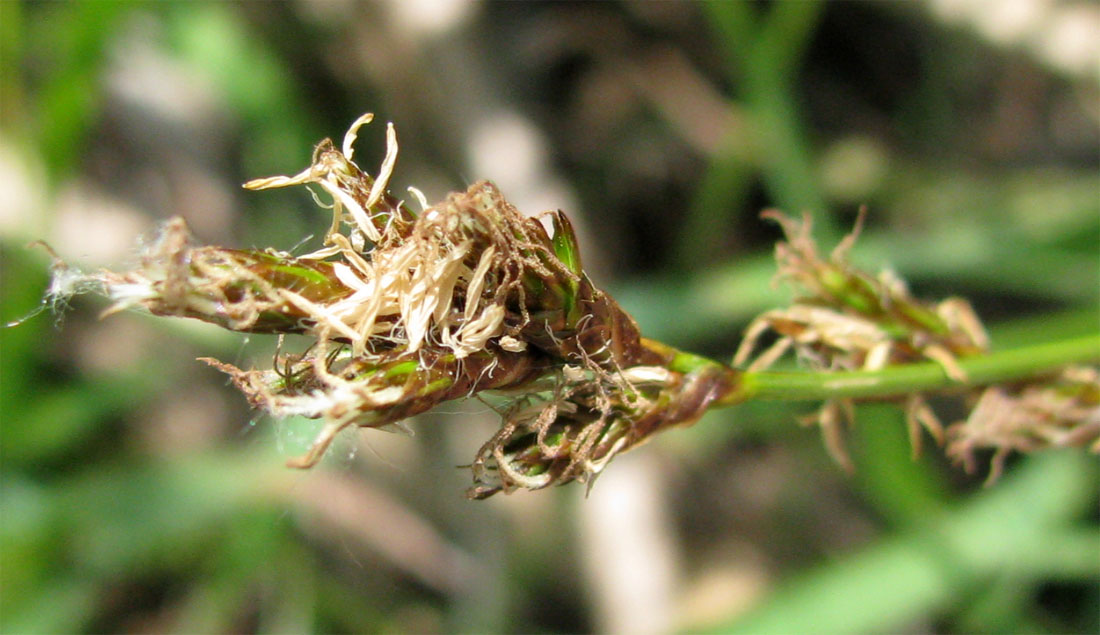Image of Carex leporina specimen.