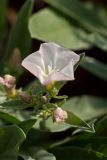 Convolvulus lineatus