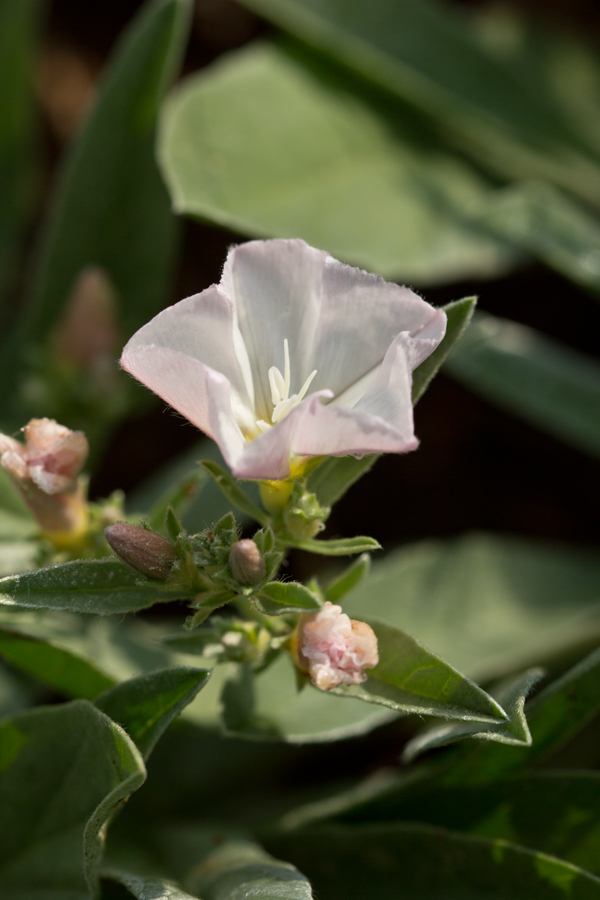 Изображение особи Convolvulus lineatus.