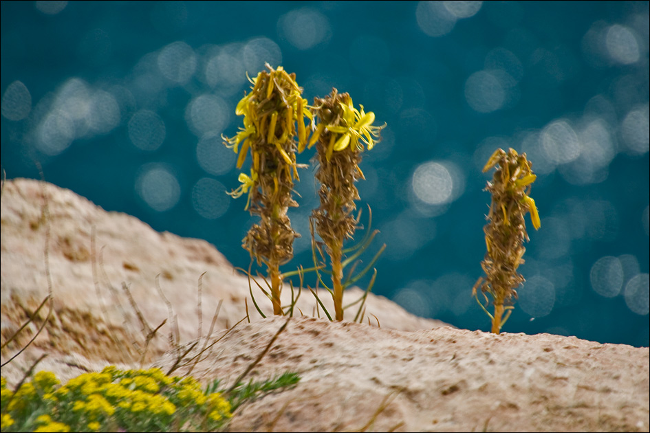 Изображение особи Asphodeline lutea.