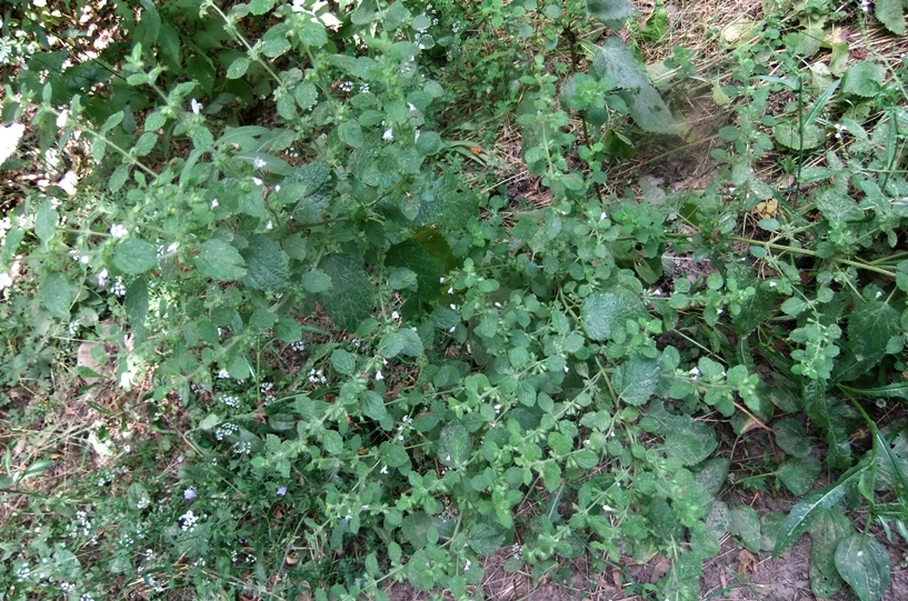 Image of Melissa officinalis specimen.