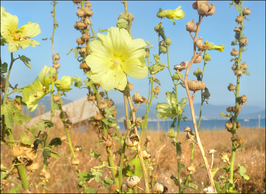 Image of Alcea rugosa specimen.