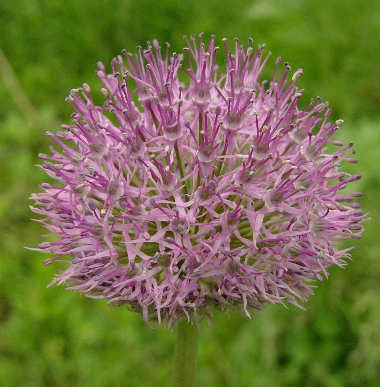 Image of Allium fetisowii specimen.