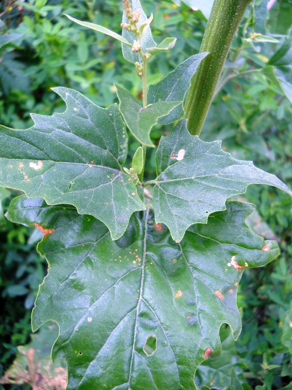 Изображение особи Atriplex sagittata.