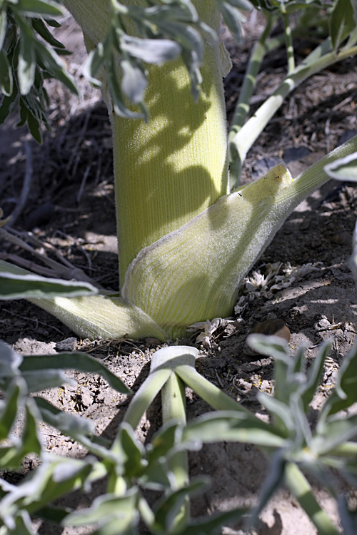 Изображение особи Ferula foetida.