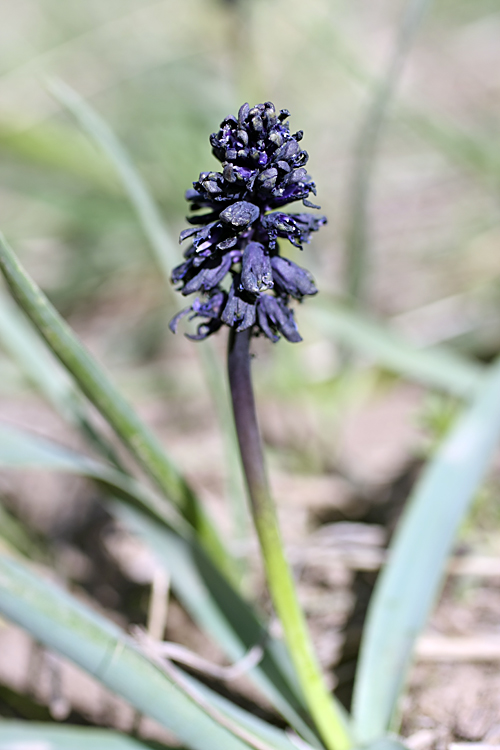 Изображение особи Bellevalia turkestanica.