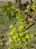 Acer platanoides