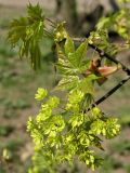 Acer platanoides. Соцветие и молодые листья. Санкт-Петербург, начало мая.