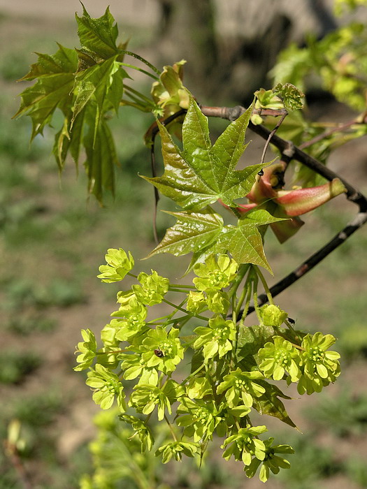 Изображение особи Acer platanoides.