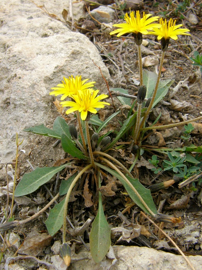 Image of Taraxacum bessarabicum specimen.