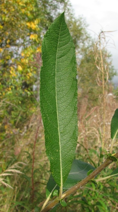 Изображение особи Salix cinerea.