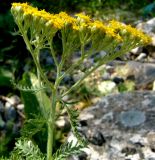 Achillea arabica