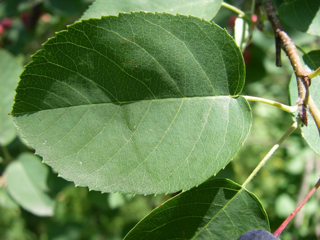 Изображение особи Amelanchier ovalis.