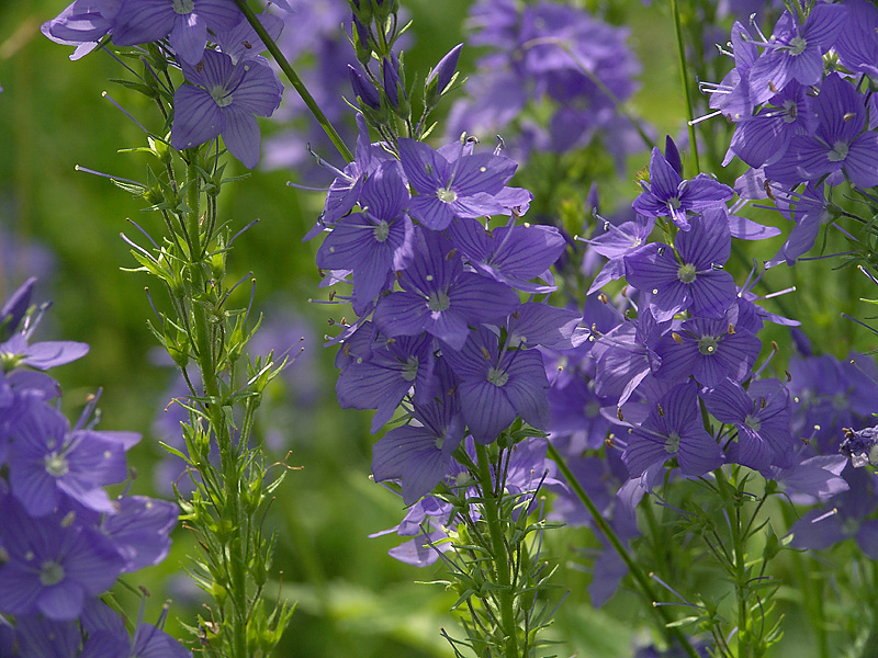 Изображение особи Veronica teucrium.