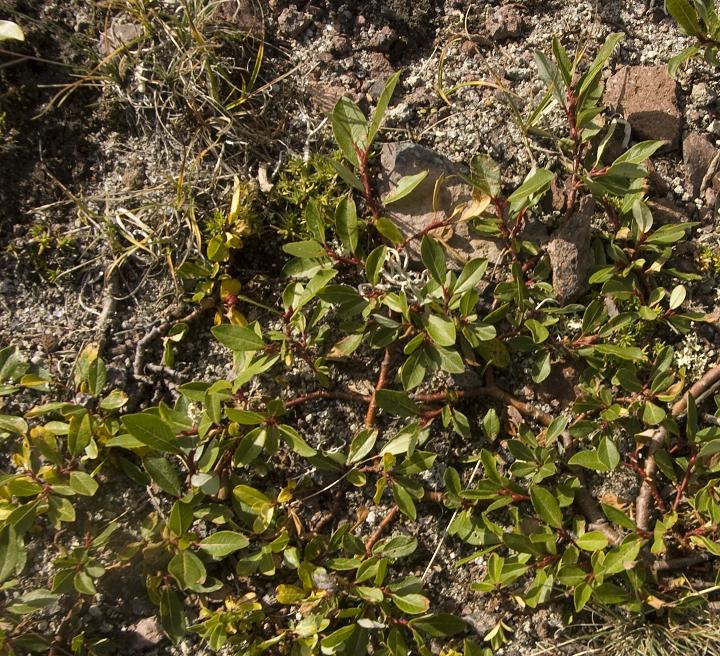 Image of Salix kazbekensis specimen.