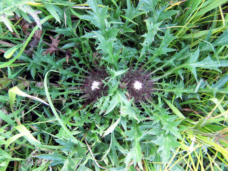 Изображение особи Carlina acaulis.