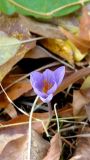 Crocus speciosus