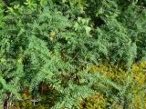 Astragalus danicus. Побеги. Свердловская обл., окр. г. Североуральск, высокий правый берег канала Дублёр, илистая подстилка толщиной 7-10 см на бетонном основании. 05.08.2011.