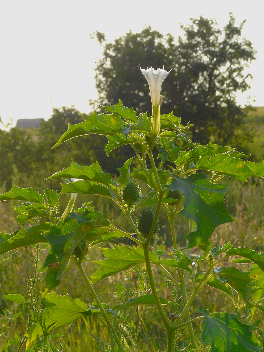 Изображение особи Datura stramonium.