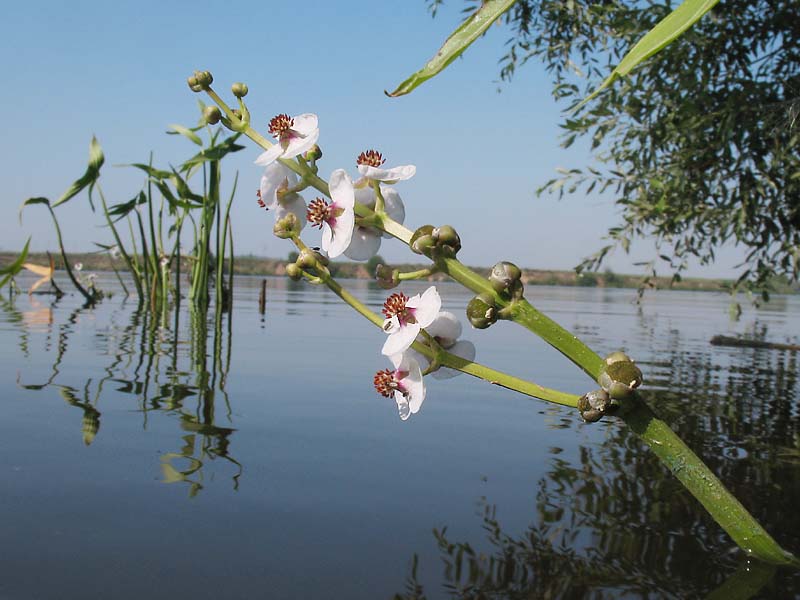 Изображение особи Sagittaria sagittifolia.