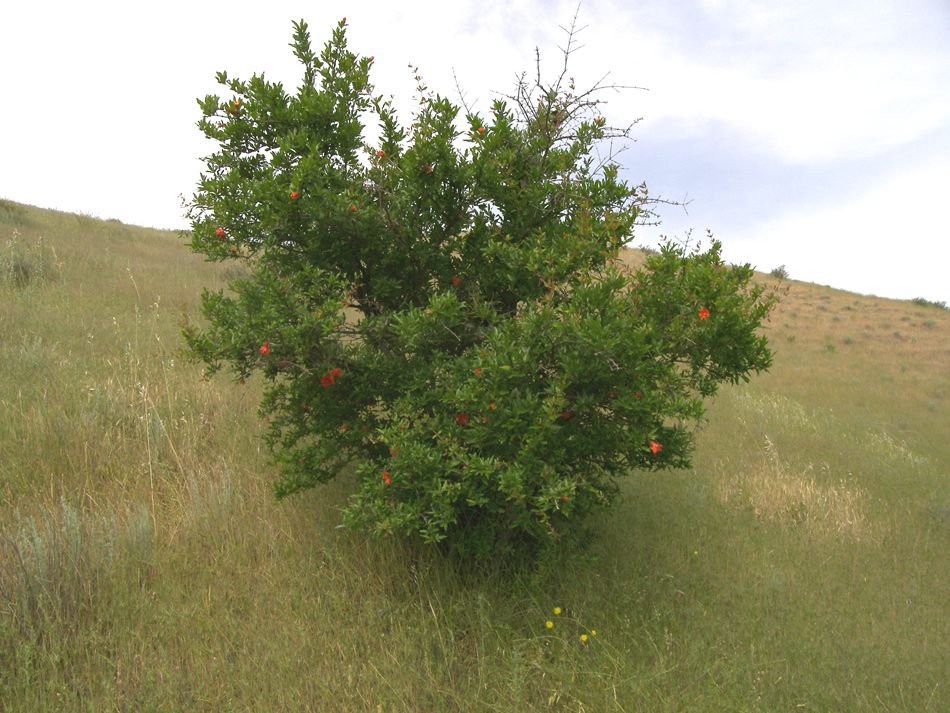 Image of Punica granatum specimen.