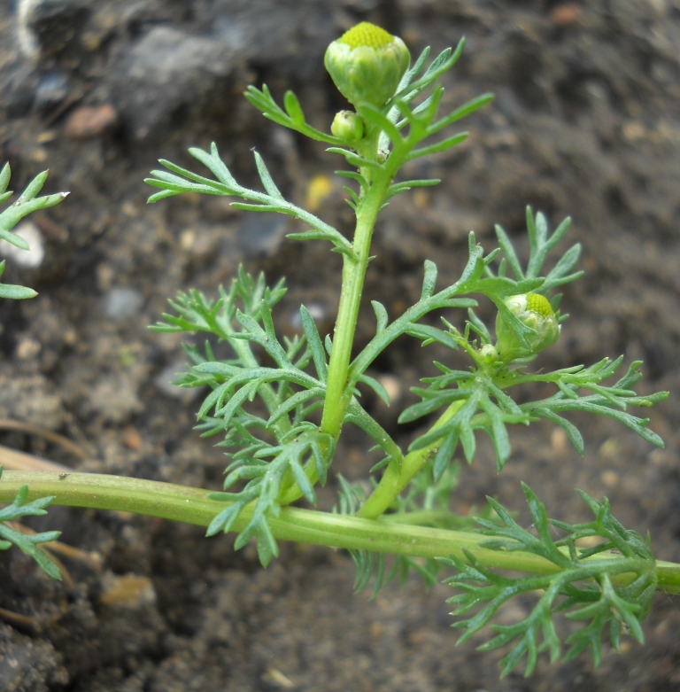 Изображение особи Matricaria discoidea.