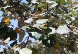 Hibiscus tiliaceus. Ветвь плодоносящего дерева. Израиль, г. Кирьят-Оно, уличное озеленение. 27.02.2011.