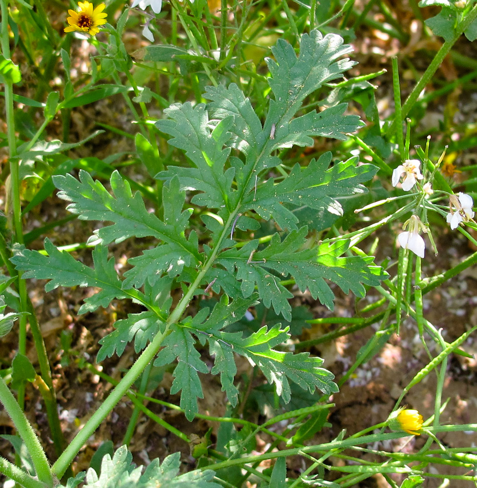 Изображение особи Erodium ciconium.