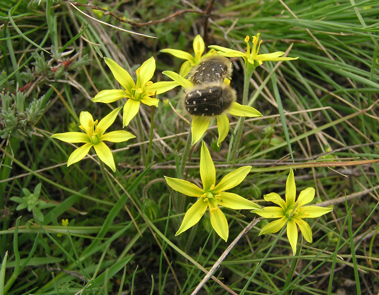 Image of Gagea bulbifera specimen.