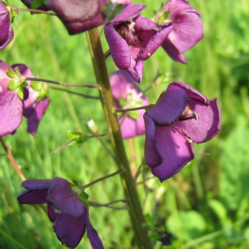 Image of Verbascum phoeniceum specimen.