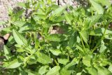 Euclidium syriacum