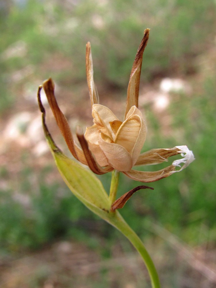 Изображение особи Gagea aipetriensis.