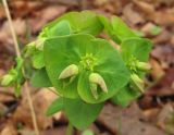 Euphorbia savaryi. Соцветие. Владивосток, Академгородок. 15 мая 2012 г.