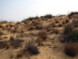 Stipagrostis lanata. Растения на песчаном склоне. Израиль, пески на окраине г. Холон. Август 2010г.