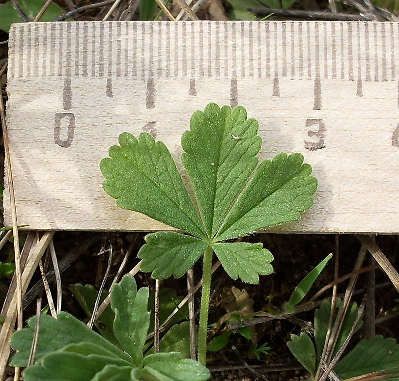 Image of Potentilla incana specimen.