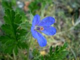 Erodium ciconium