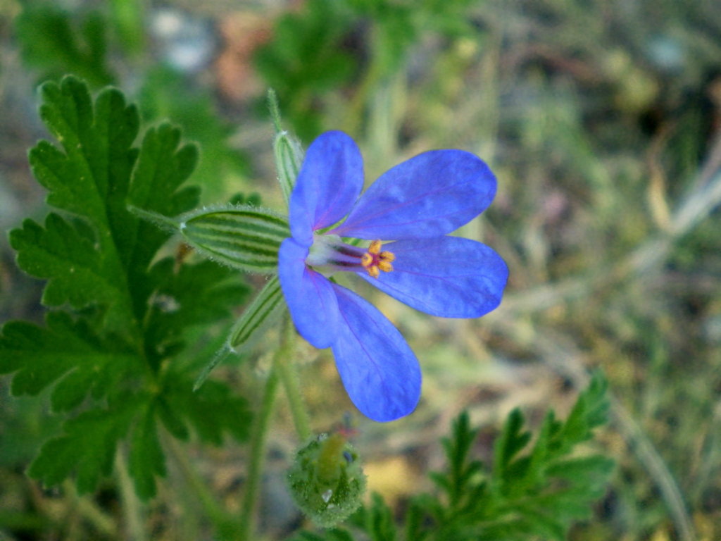 Image of Erodium ciconium specimen.