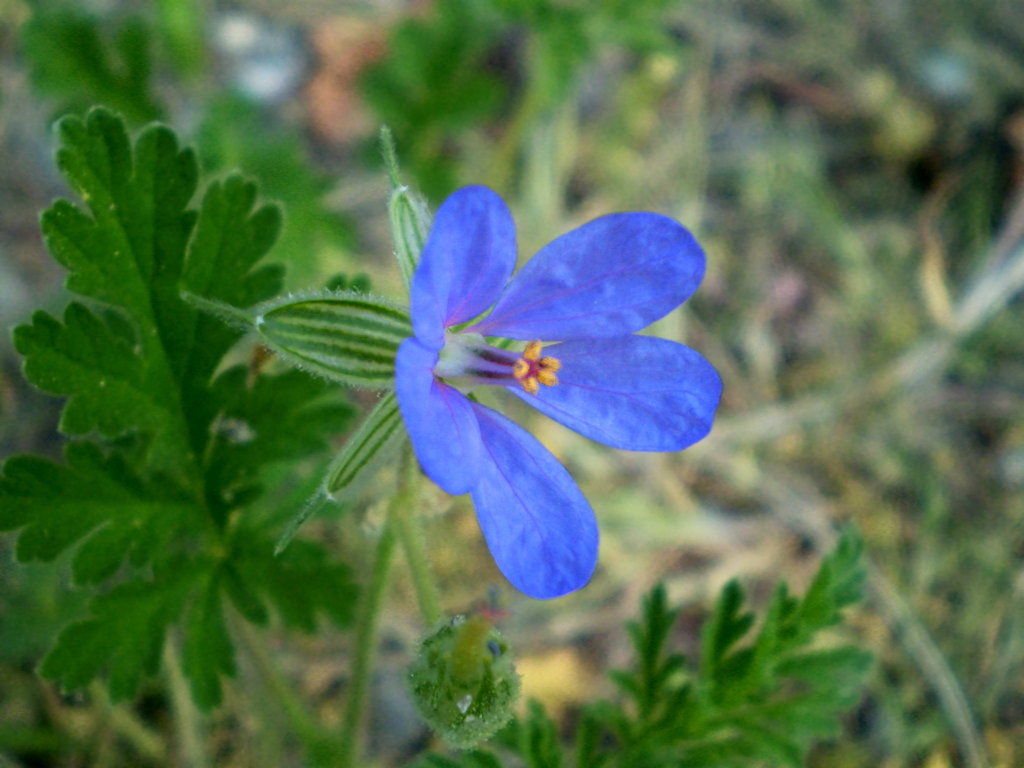 Изображение особи Erodium ciconium.