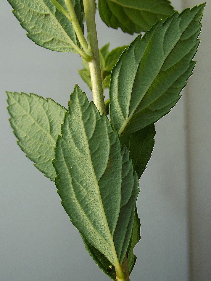 Изображение особи Spiraea japonica.