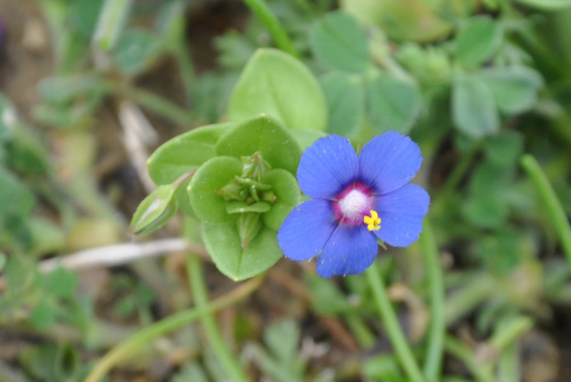 Изображение особи Anagallis arvensis.