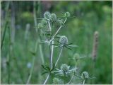 Eryngium planum. Верхушка расцветающего растения. Чувашия, окр. г. Шумерля, пойма р. Сура, оз. Щучья Лужа. 2 июля 2012 г.