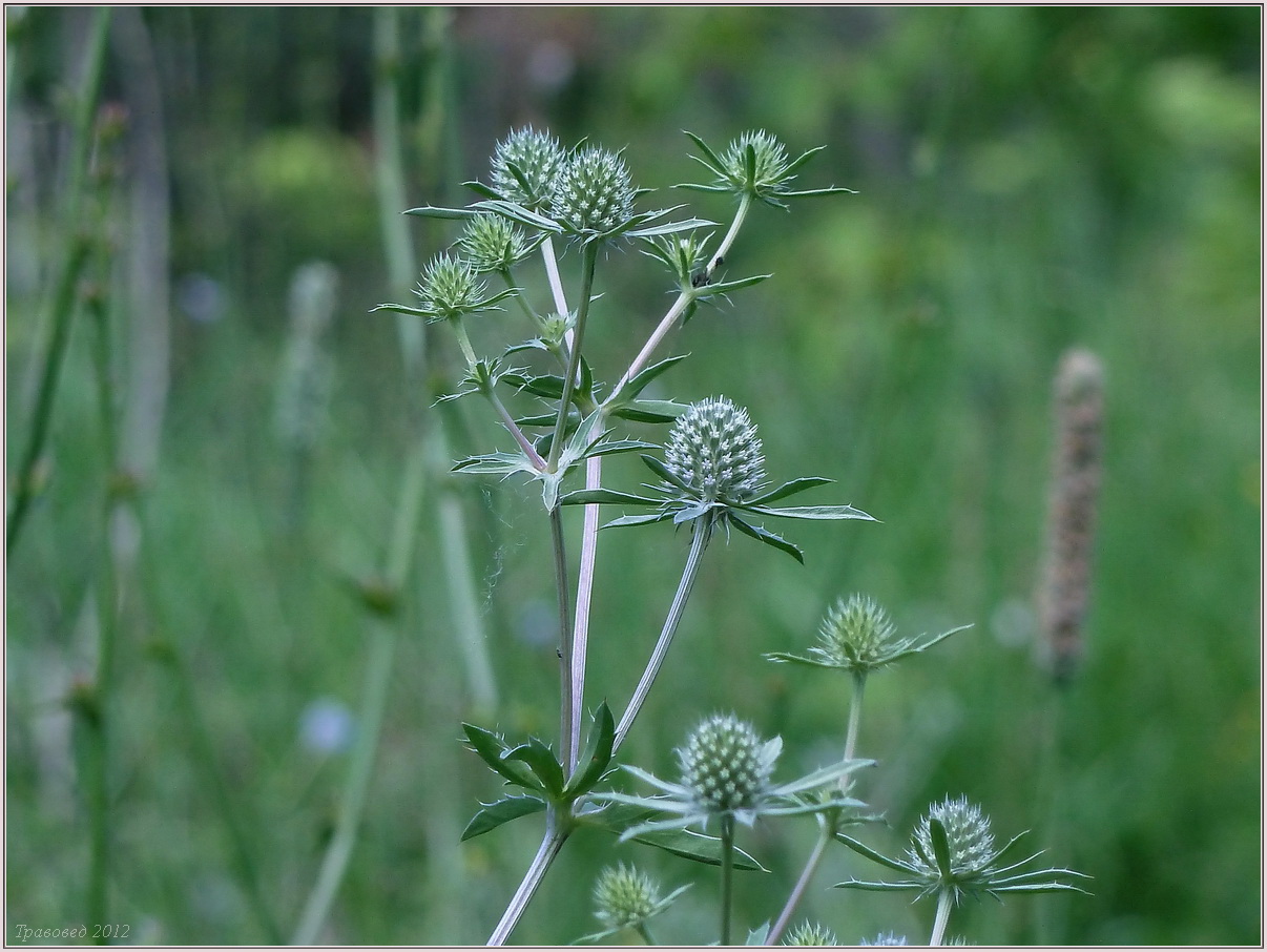 Image of Eryngium planum specimen.